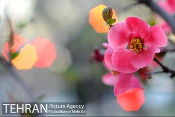 شکوفه های بهاری در پایتخت 15