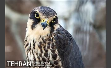 آژانس عکس تهران در هفته ی گذشته 8