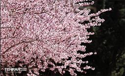 شکوفه‌های بهاری در بوستان سمن‌ها 26