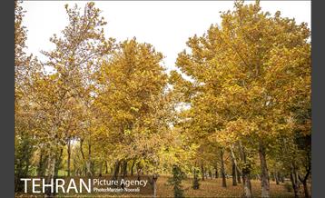 پاییز زیبای پایتخت 7