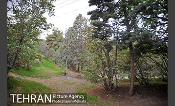 پارک جنگلی لویزان‎ 43