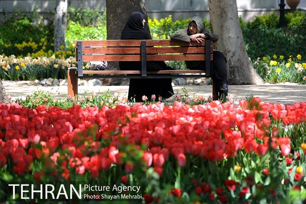 رویش گل های لاله در باغ ایرانی 38