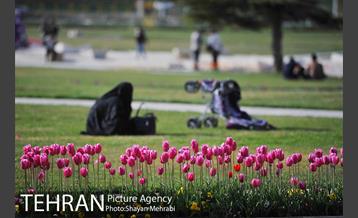 رویش گل های لاله در میدان آزادی 2