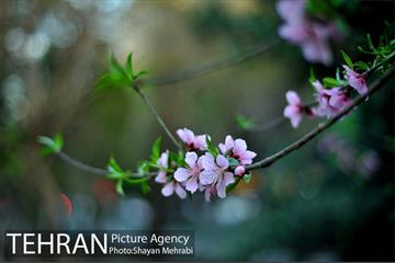 شکوفه های بهاری در پایتخت 3