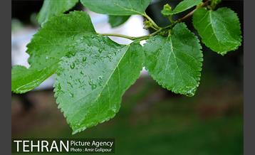 تهران بهاری 17