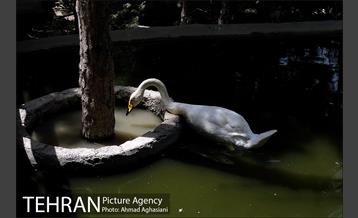 باغ پرندگان تهران 15