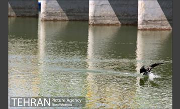 حضور پرندگان مهاجر در تهران 13
