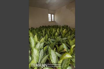پارک سرخه حصار‎ 7