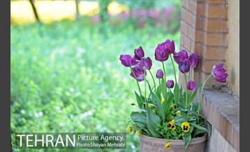 باغ ایراتی (بوستان مهندس مختاری) 35