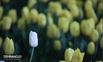 به وقت اردیبهشت؛ باغ ایرانی 35