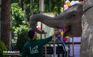 «مایسا» یکساله شد 3