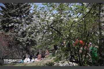 روز طبیعت در پارک جنگلی لویزان 41
