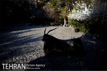 بوستان جمشیدیه (باغ سنگی جمشیدیه) 33