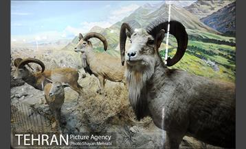 موزه حیات وحش هفت چنار 36