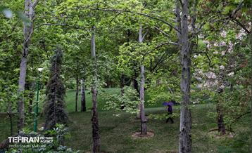 بارش باران بهاری در تهران - 2 26