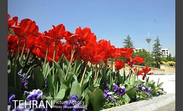 رویش گل های لاله در بوستان گفتگو 5