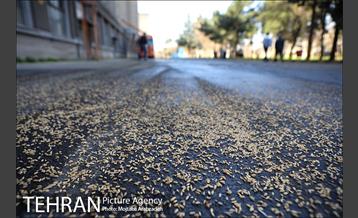 تور عکاسی از منطقه 16