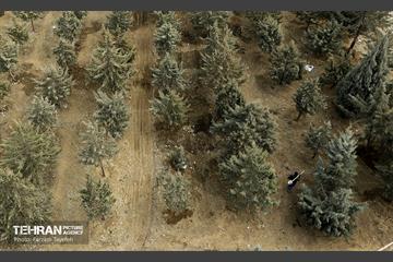 جابجایی اصولی 106 اصله درخت در منطقه 5 شهرداری 1