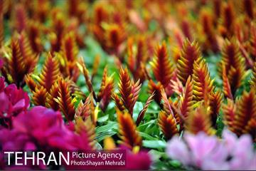شانزدهمین نمایشگاه بین المللی گل و گیاه تهران - 2 53
