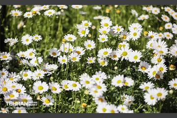 بازار گل شهید محلاتی در آخرین روزهاى سال 5