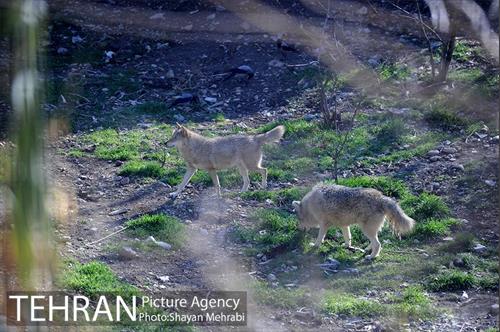 پارک پردیسان 3