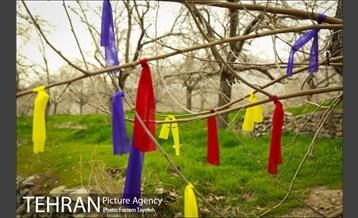 آرایش درختان کهنسال توت در محله کن 16