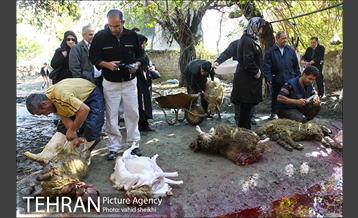 بازار فروش دام در محله طرشت به مناسبت عید قربان 7