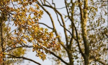 سمفونی رنگ های پاییزی - کاخ سعدآباد 23