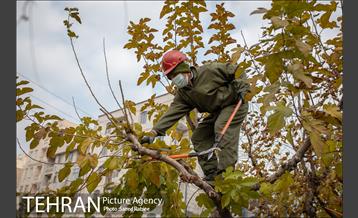 آغاز فصل هرس درختان- 2