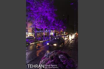 نورپردازی درختان بلوار میرداماد 20