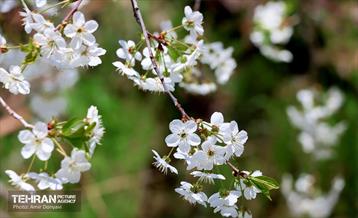 طبیعت بهاری روستای سنگان 20