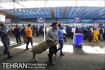 عرضه بهداشتی دام در جایگاه منطقه 2 شهرداری تهران  23