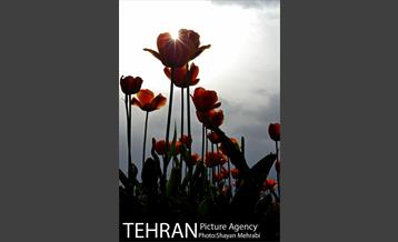 رویش گل های لاله در میدان آزادی 11