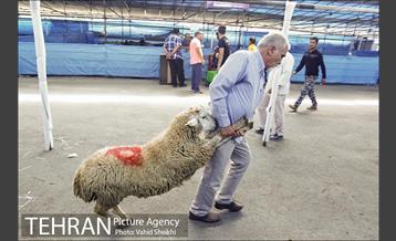 بازدید سعید راد از مراکز عرضه دام  1