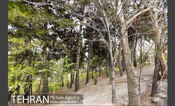 بوستان طالقانی 17