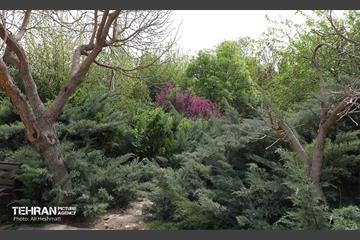 بوستان بانوان نرگس 11