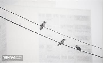 بارش اولین برف زمستانی در تهران 5