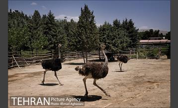 باغ پرندگان تهران 19