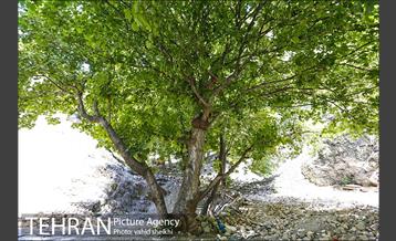 محله گلابدره تهران 17