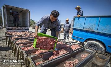 مهربانی با سگ های بدون صاحب 16