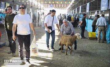 بازدید از مرکز عرضه بهداشتی دام ویژه عید قربان 43
