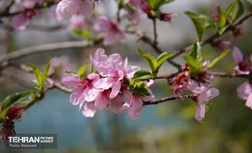 هوای بهاری منطقه 5 10