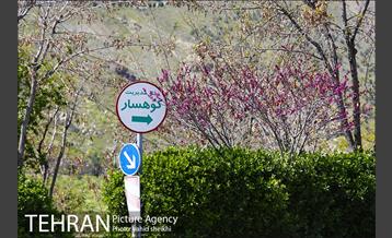 بوستان جنگلی کوهسار 7