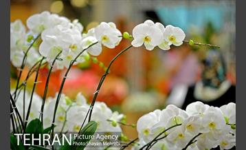 شانزدهمین نمایشگاه بین المللی گل و گیاه تهران - 2 25
