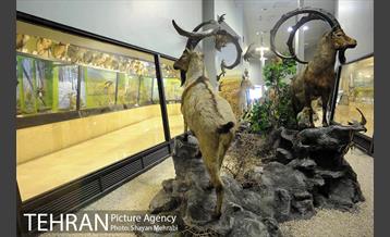 موزه حیات وحش پردیسان 29