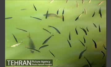 دریاچه شهدای خلیج فارس‎ 19