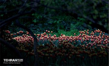 لاله‌ها میهمان باغ ایرانی 9