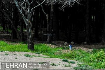 طبیعت بهاری بوستان سرخه حصار‎ 4