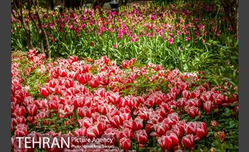 لاله های باغ ایرانی 21