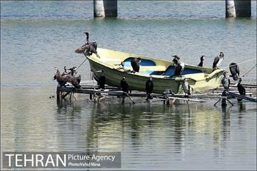 حضور پرندگان مهاجر در تهران 5